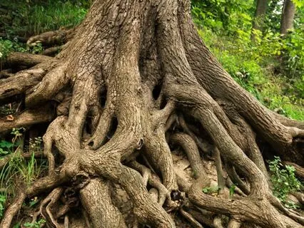 Grounding, Guidance And Heart Connection Meditation