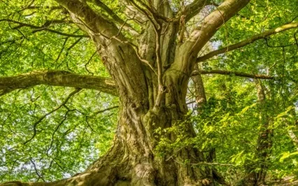 Grounding Guided Meditation