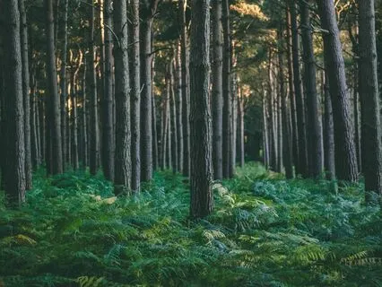 Grounding Guided Meditation