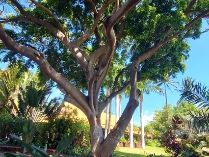 Grounding Heart Opener