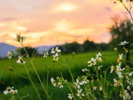 Grounding In Nature: Come Back To Yourself