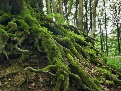 Grounding In Safety: Root Chakra Balancing