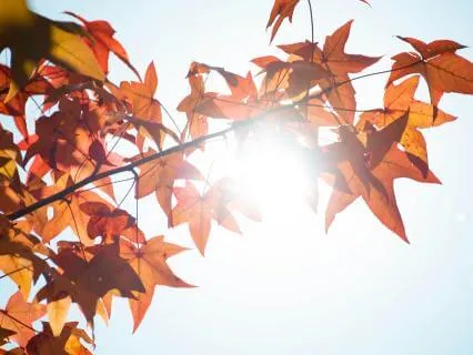 Grounding In The Body: A Mindful Pause