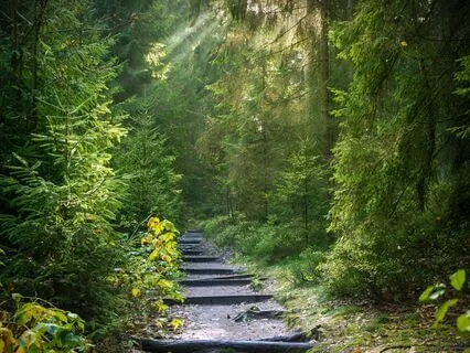 Grounding In The Forest - A Visualization