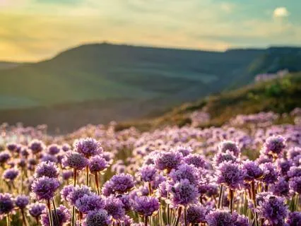 Grounding In The Moment: A 5-Sense Meditation