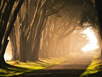 Grounding Into Gaia (Reiki Infused)