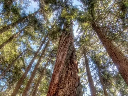 Grounding Into Heart Energy