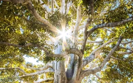 Grounding Into New Earth Affirmation Meditation