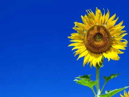 Purposeful Action | Magic For Ukraine