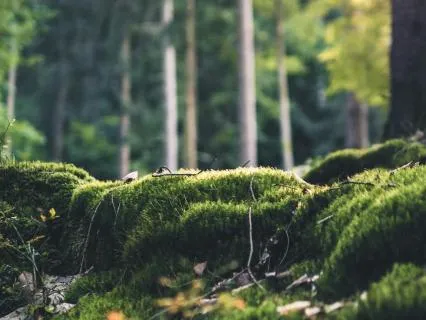 Grounding Into Stillness