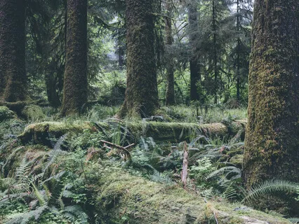 Grounding Into the Earth: Root & Sacral Chakra Meditation