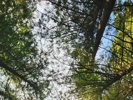 Grounding Into The Roots