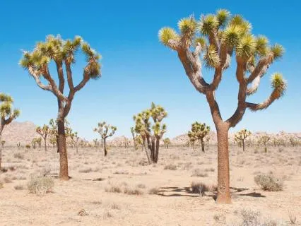 Grounding Into Your Life Path