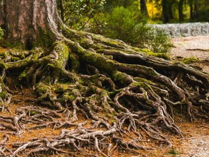 Grounding Into Your Roots - Take A Five Series