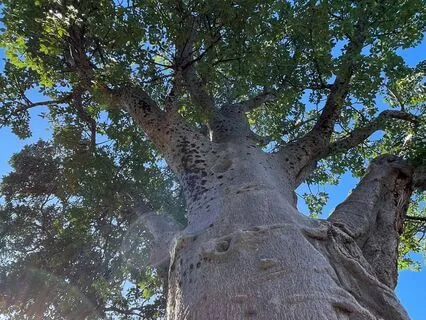 Grounding Journey With The Sacred African Baobab Tree