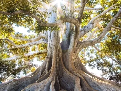 Grounding Meditation