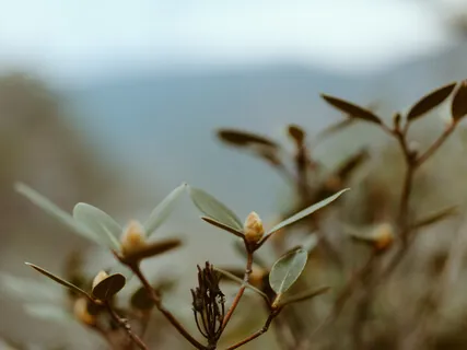 Grounding Meditation