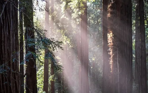 Grounding Meditation