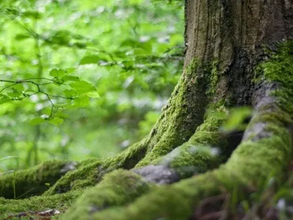 Grounding Meditation 