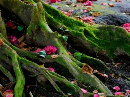 Grounding Meditation