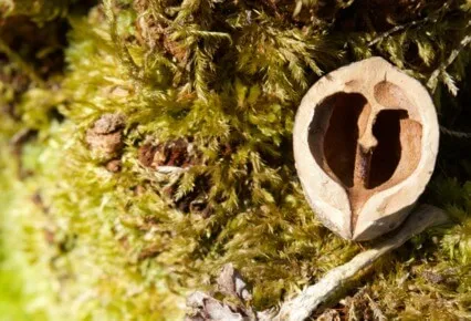 Grounding Meditation