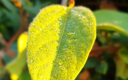 Grounding Meditation