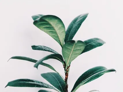 Grounding Meditation