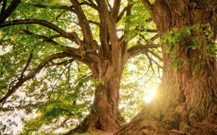 Grounding Meditation