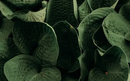 Grounding Meditation