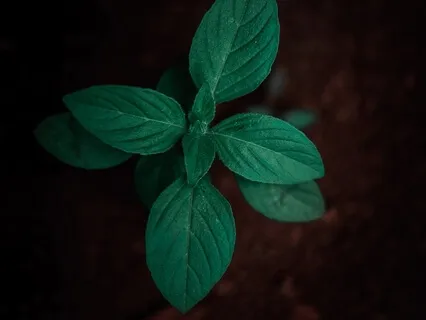 Grounding & Centering