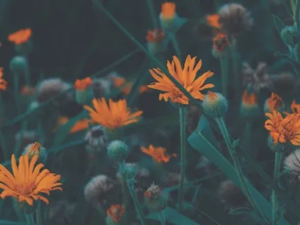 Grounding Meditation