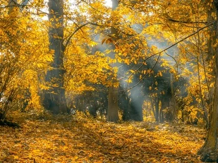 Grounding Meditation