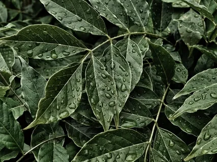 Ground Into The Present Moment & Release Mental Chatter