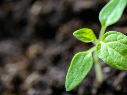 Grounding For Clarity Of Mind & Harmony In The Body