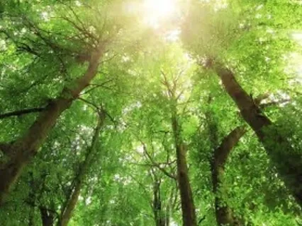 Grounding Meditation