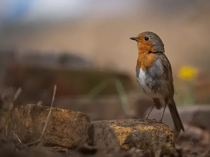 Grounding Meditation