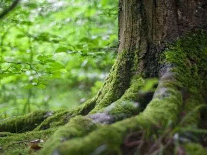 Grounding Meditation