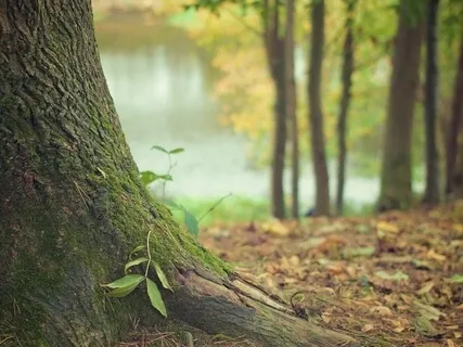 Grounding Meditation 