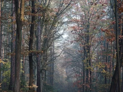 Grounding Meditation