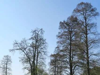 Grounding Meditation