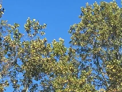 Grounding Meditation: A Tree In The Wind