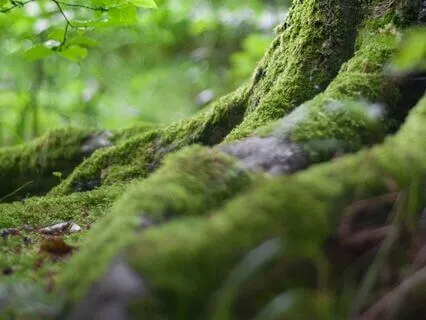 Grounding Meditation Adapted  For Eyes Open Yoga Nidra NSDR