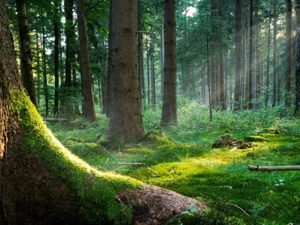 Grounding Meditation: Anchoring To Earth And Spirit