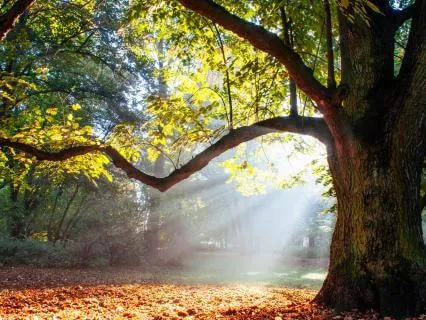 Grounding Meditation - Connect With The Earth's Energy