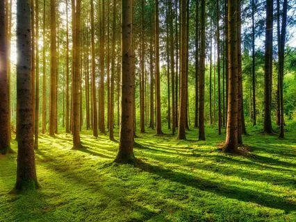 Grounding Meditation for Anxiety