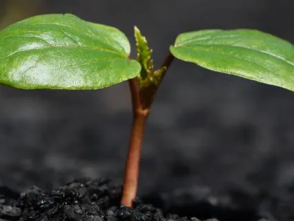 Grounding Meditation For Body Awareness And Presence