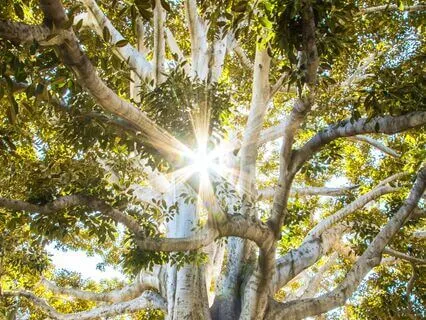 Grounding Meditation For Connection And Support