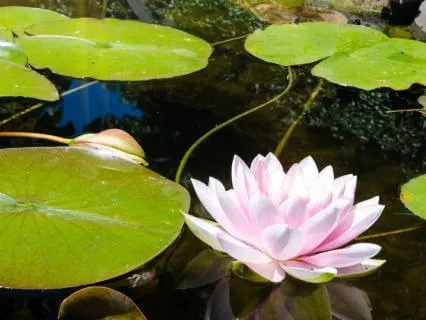 Grounding Meditation For Healers And Energy Workers