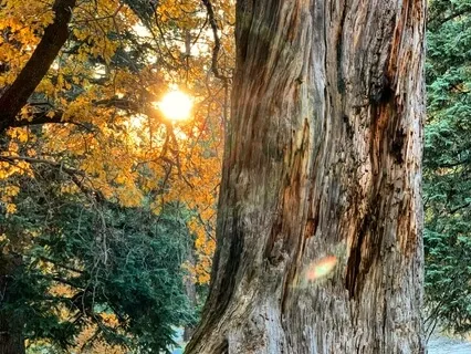 Grounding Meditation For Intuition