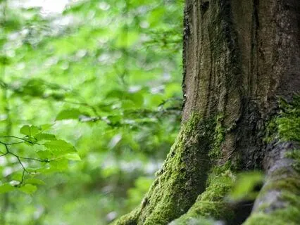 Grounding Meditation For Mental Clarity & Relaxation